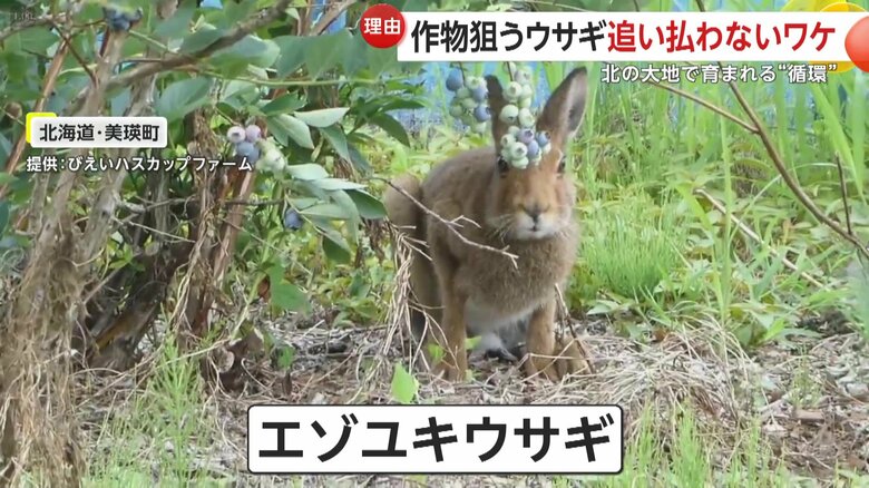 ブルーベリーを食べる野生のエゾユキウサギ
