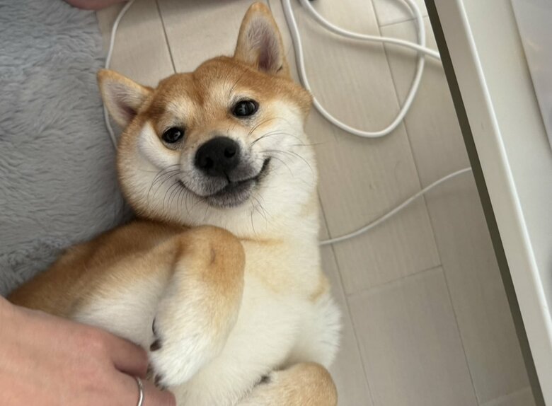 提供：わさび一族さん