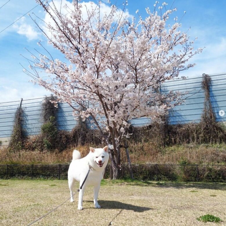 提供： kinako_kinakoさん