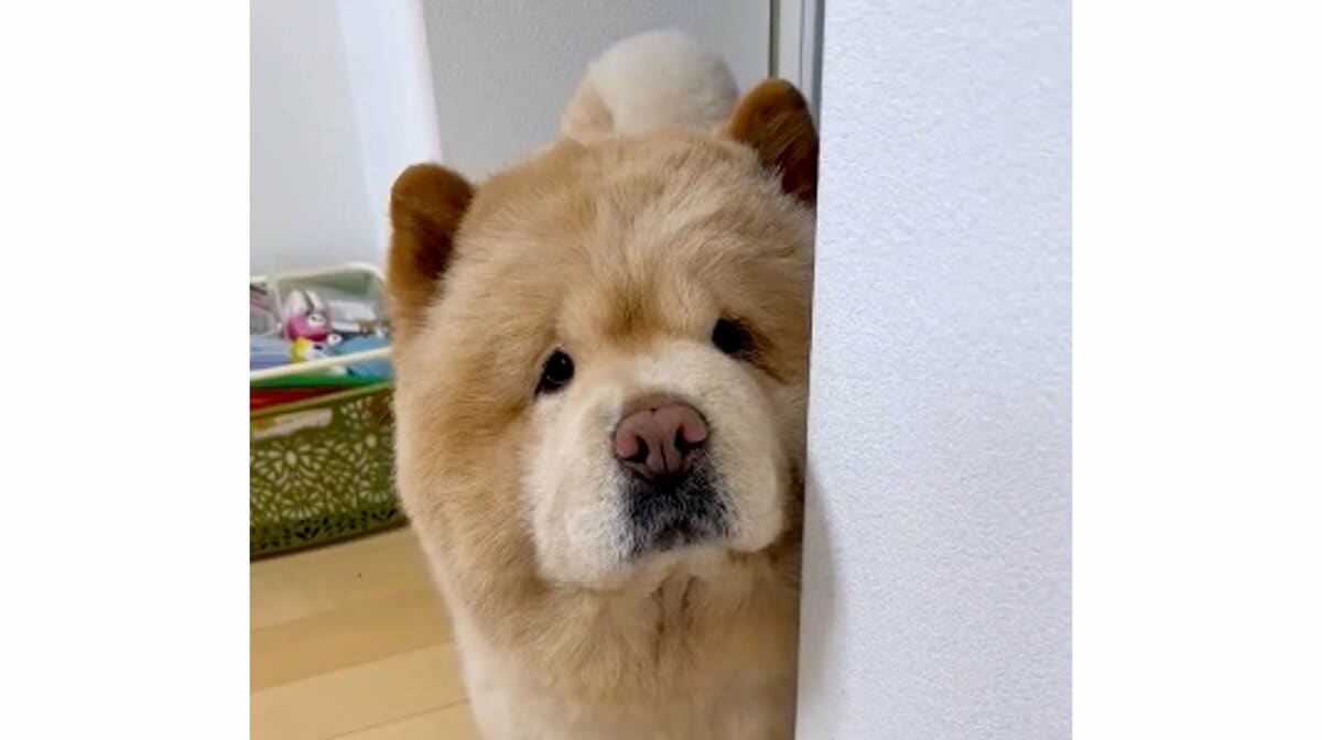 チャウ犬 中国犬 ぬいぐるみの三英 特大ぬいぐるみ サイズ 68cm チャウ