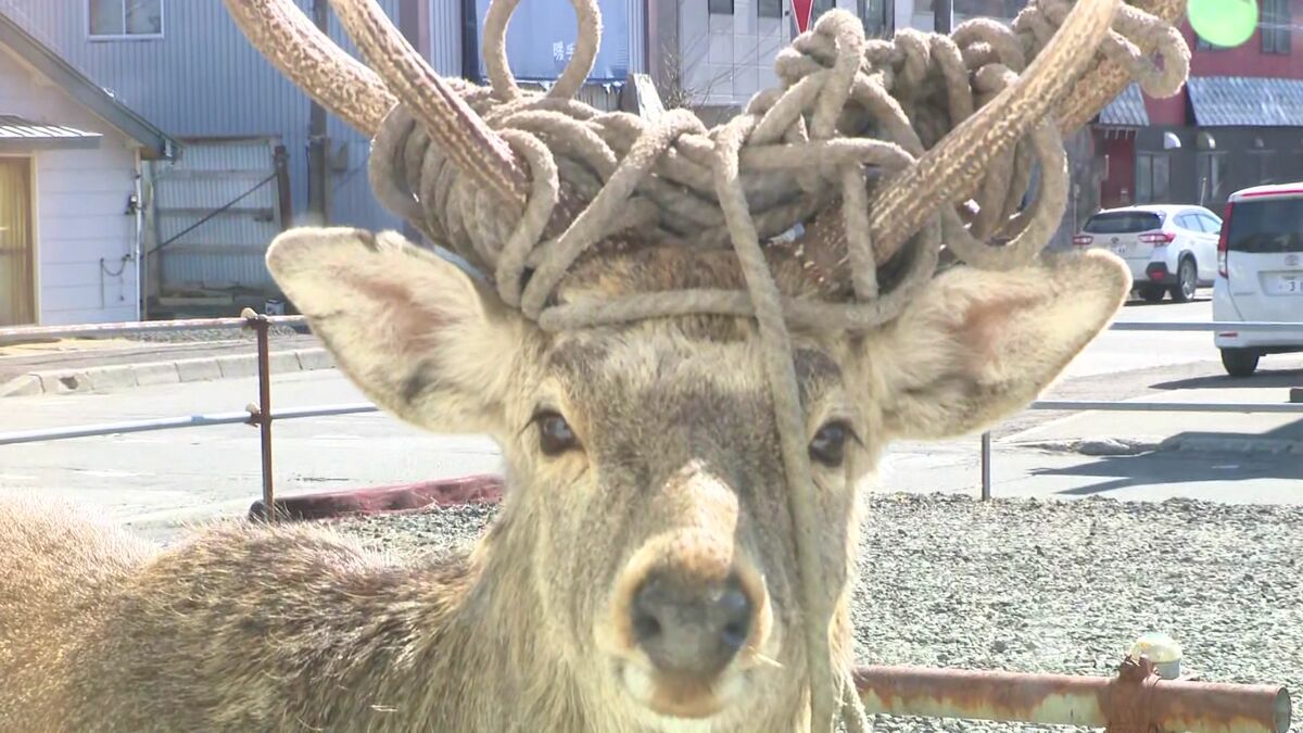 シカの角にロープが何重にも 少なくとも2頭が住宅街に出没…家のすぐ