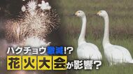 大きな音にびっくり？“ハクチョウ”1週間で4000羽以上減　季節外れの花火大会が影響！？【新潟発】