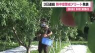 3日連続で熱中症警戒アラート　郡山市では朝から30℃超え　福島市では暑さを避け早朝から桃の収穫作業　
