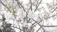 県内各地で20度超！高知城はお花見日和　開花から13日…間もなく満開！？