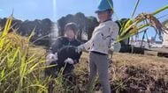 高校生が育てた「いちほまれ」園児と一緒に収穫の喜び　8月末の大雨で大規模冠水の坂井市　イネ水没も持ち直す