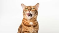 猫はなぜ「開けたてのカリカリ」が好き？グルメに見えるのにも科学的な理由が！ごはん係が知っておきたい猫のこだわり