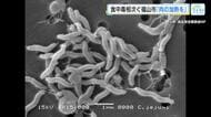食中毒相次ぐ福山市　保健所職員ら予防を呼び掛け　肉の十分な加熱、調理器具をしっかり洗浄など　広島
