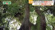世界からも注目！推定樹齢800年でも青々と茂る大徳寺の大クス