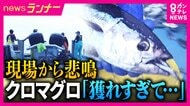 高級魚“クロマグロ”が豊漁で“厄介者”に　一方で和歌山県沖ではカツオが大不漁　瀬戸内海では“南の海の魚”が「去年の10倍以上」に増加　その背景は