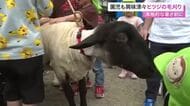 幼稚園児たちがヒツジの毛刈りを見学「もふもふで気持ち良かった」４月に生まれた子ヒツジとの触れ合いも
