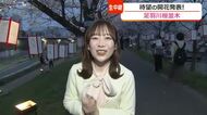 福井市で今シーズン初の夏日　連日の暖かさで開花が一気に進む「さくら名所100選」足羽河原から生中継　週末には満開か