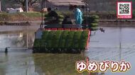 ブランド米「ゆめぴりか」東川町で田植え始まる！ミネラル豊富な水で育ち美味しいお米に期待高まる「色々な物が不足している世の中で米だけはあるように」収穫は例年通り9月上旬の見込み〈北海道〉