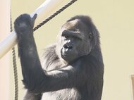 繁殖のため上野動物園へ…東山の“イケメンゴリラ”シャバーニの娘・アニー展示最終日 多くのファン駆けつける