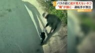 頭に缶がはまり前が見えないネコをバス運転手が救出　トルコ　迷子のロバ2頭を発見…かわいさに思わず警察官も絶叫　アメリカ