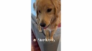 「おかえり～」ソファの背もたれの上からいつもお出迎えする愛犬…その後の“おろして”アピールもかわいい