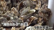旬のはずのカキに異変「殻ばっかり…」広島の養殖場で9割死滅　いまだ原因不明で呉市では「ふるさと納税」一時停止に