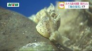 「海の宝石」!?ウミウシに注目 佐世保市の水族館