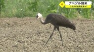 黒く大きな翼はためかせ 沖縄では珍しい渡り鳥
