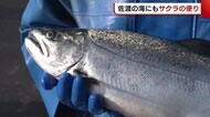 佐渡の海にもサクラの便り　桜前線に合わせて島内でも販売開始へ…