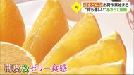 ゼリーのような食感 愛媛オリジナル高級かんきつ「紅まどんな」出荷スタート 18日から店頭に【愛媛】