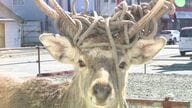 シカの角にロープが何重にも 少なくとも2頭が住宅街に出没…家のすぐ近くにまで 住民は「取ってやりたくても取れない」角は1年周期で生え変わる 専門家は「見守るのが一番」〈北海道厚岸町〉