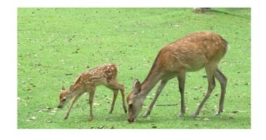 観光客減少で奈良公園のシカが“野生化”…これはいい影響?専門家に聞いた