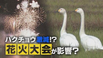 大きな音にびっくり？“ハクチョウ”1週間で4000羽以上減　季節外れの花火大会が影響！？【新潟発】