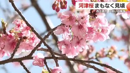 「山里に春の予感」西之表市・中之町の河津桜が見頃間近　桜まつりは2月15日と22日開催