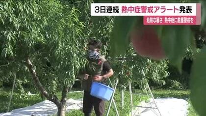 3日連続で熱中症警戒アラート　郡山市では朝から30℃超え　福島市では暑さを避け早朝から桃の収穫作業　