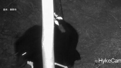 弘法山公園付近に再び現れたツキノワグマを殺処分　捕獲し、山奥に放した3日後に再出没　神奈川・秦野市