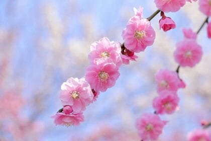 季節の風物詩、梅の花についての大調査【1000人アンケート】