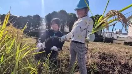 高校生が育てた「いちほまれ」園児と一緒に収穫の喜び　8月末の大雨で大規模冠水の坂井市　イネ水没も持ち直す