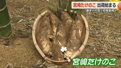 春の味覚「宮崎たけのこ」の出荷始まる　“裏年”に加え大雪・低温で収量は前年の半分の約50トン　17日から店頭に【福井】