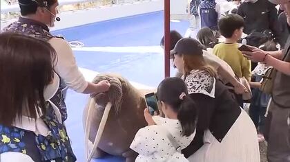 ゴールデンウイーク初日　うみたまご賑わう　セイウチのショーやアザラシの餌やり体験など　大分