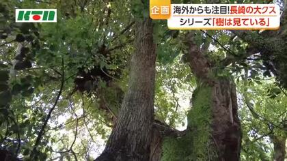 世界からも注目！推定樹齢800年でも青々と茂る大徳寺の大クス