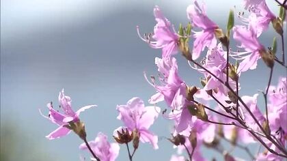 瀬戸内海望む景勝地　倉敷市児島「通仙園」で約３０００本のツツジの花が見ごろに【岡山】