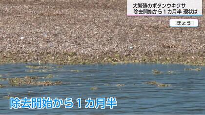 強すぎる…爆発的繁殖力の特定外来生物「ボタンウキクサ」のその後　1カ月半で約半分の除去に成功！繁殖再開の春までに除去を完了できるのか…