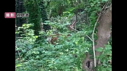 「目があってビックリした」北海道大学の構内にエゾシカ JR札幌駅まで約500メートルの市街地で “実は以前にも”　学生から新証言　まさか住み着いている？　北海道札幌市