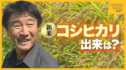 “水不足”でひび割れ・葉の変色も…「一等米はクリアできるのでは」新米コシヒカリの出来に期待！被害乗り越え無事稲刈り