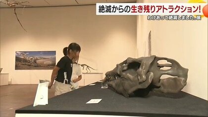 「トゲの維持がきつくて」絶滅生物と出会う夏！ホッキョクグマ体験！愛媛の絶滅生物特別展が子どもに人気【愛媛発】