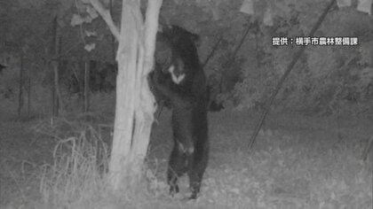 狙われたのは「高級ブドウ」1日50房も…秋田で“クマの食害”相次ぐ　生産者は「電気柵」で侵入対策