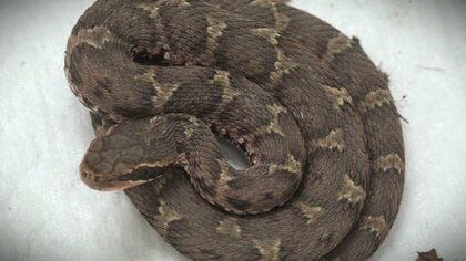 新潟市の住宅街で“マムシ”が一時脱走　50代男性が噛まれて3日間の入院「マムシ酒つくろうとしたら…」