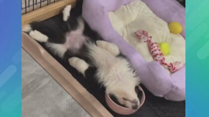 ごはんに夢中→からの“へそ天”…奇跡的な寝姿のボーダーコリー・サニーちゃんが話題　お皿が頭に完全フィット