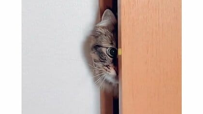 リビングに移動しただけでなぜ? 猫が鏡に“超絶ビビり”顔半分の警戒ぶり…その後を飼い主に聞いた