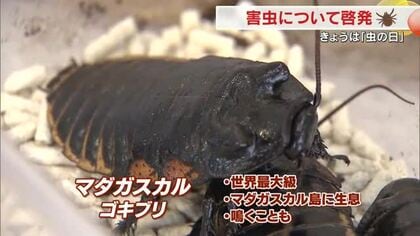 ハエ、マダニ…ウイルスを媒介する害虫にも注意　「虫の日」に岡山市で啓発行事【岡山】