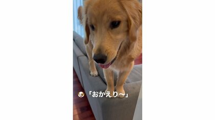 「おかえり～」ソファの背もたれの上からいつもお出迎えする愛犬…その後の“おろして”アピールもかわいい