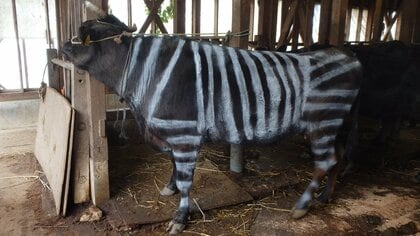 ウシを“シマウマ柄”にすると虫が来ない!? ストレス対策の検証が興味深い