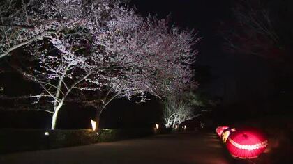 名園で楽しむ夜桜…高松市の栗林公園で２８日から春のライトアップ　試験点灯を報道関係者に公開【香川】