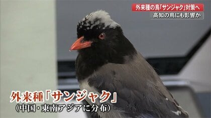 侵略性高い”外来種・サンジャク捕獲へ…ヤイロチョウなど県内の鳥にも