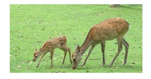 観光客減少で奈良公園のシカが 野生化 これはいい影響 専門家に聞いた